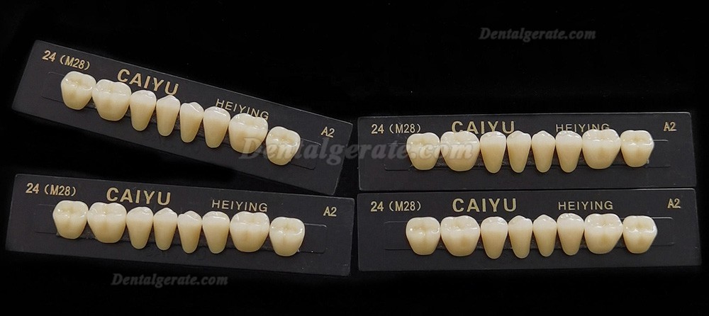 Caiyu Heiying Zahnprothese aus synthetischem Acrylpolymerharz (obere/untere Backenz&auml;hne)